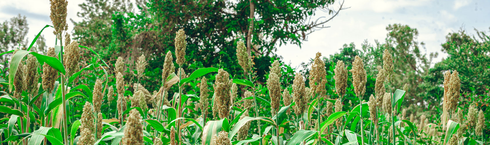 Africa Climate Week 2023