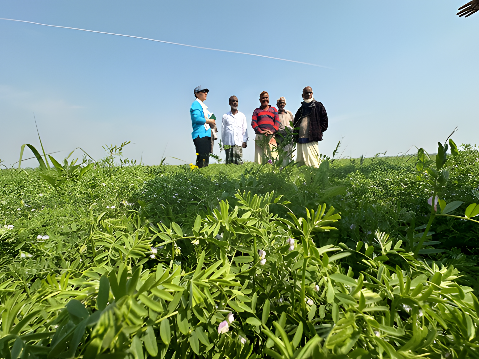 Farmers visiting BM8 fields in Rajshahi, Bangladesh