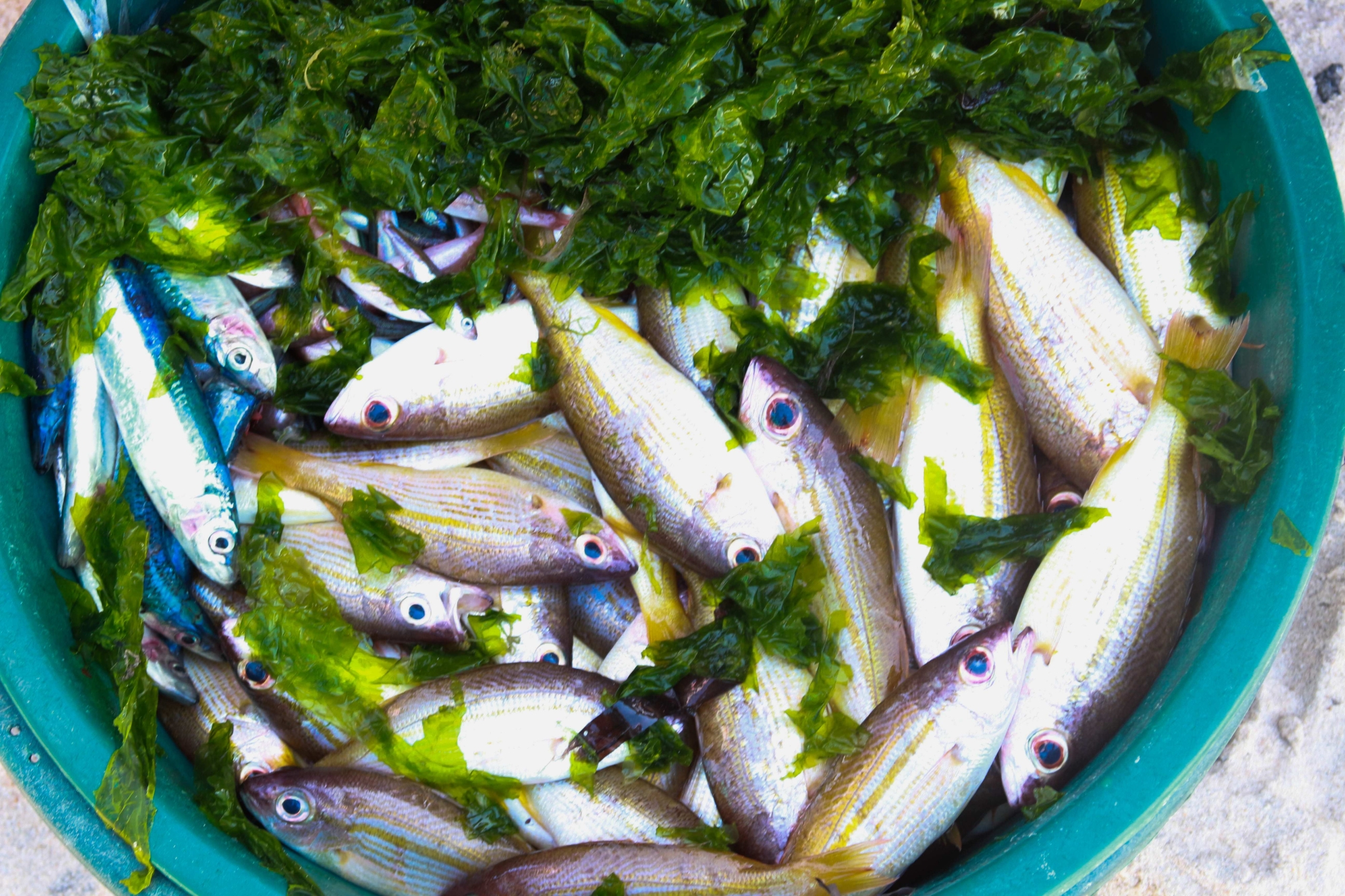 fish preserved in seaweed