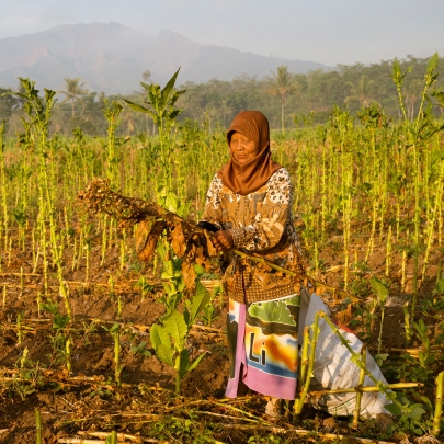 Food Systems Pathways