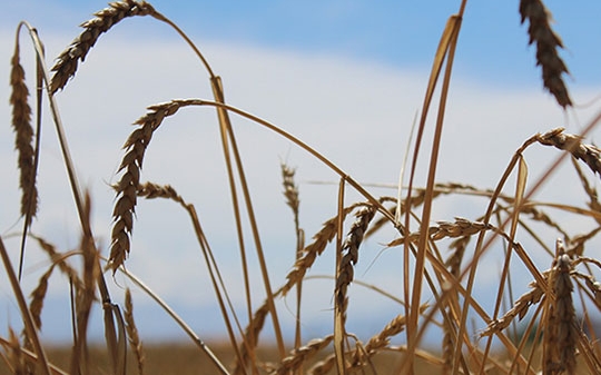 Heads of wheat ready to be harvested in a field with blue sky