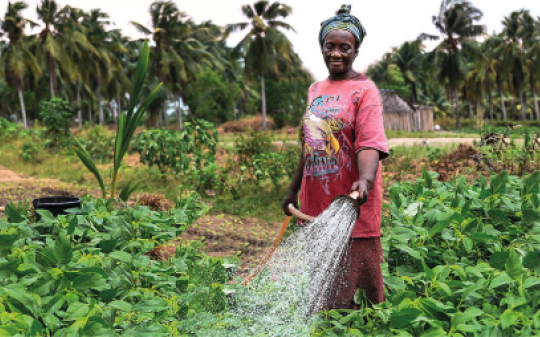 woman watering a garden