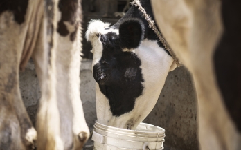 GAIN Working Paper n°51: Ambitious Solutions for Ethiopia’s Dairy Challenges