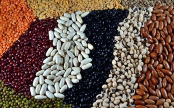 World Pulses Day