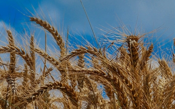 Infopoint Lunchtime Conference: Food Fortification