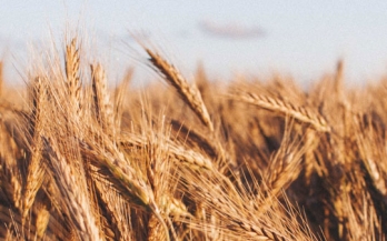 Unleashing the Full Power of Large-Scale Food Fortification: A Renewed Commitment