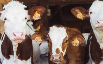 A bridge too far: COVID-19, disease transmission, and the food system