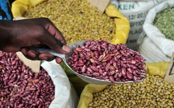 Sowing Success: The Journey of High Iron Beans in Tanzania