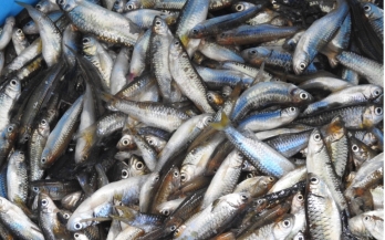 Advancing small fish production in Indonesia: Increasing protein and reduce waste