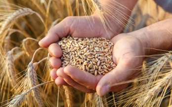 Impact Story 28: A Healthier and Empowered Pakistan Through Biofortified Zinc Wheat