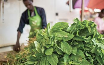 Food Systems Countdown Initiative Country Policy Brief Nigeria