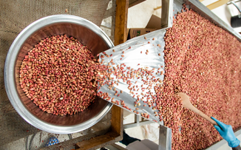 Turning resolution into action: Implementing the World Health Assembly Resolution on Food Fortification