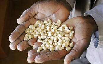 Determinants of recent aflatoxin exposure among pregnant women in rural Zimbabwe