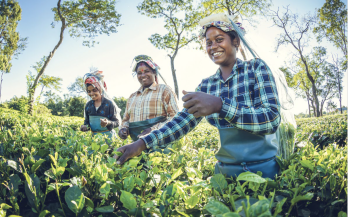 Territorial Governance and Food Markets for Sustainable Food Systems