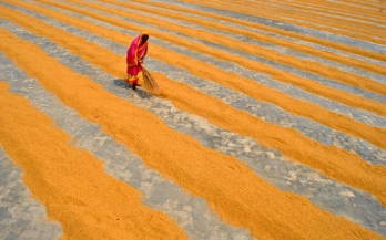 GAIN Working Paper Series 20 - Gender equity and reduction of post-harvest losses in agricultural value chains