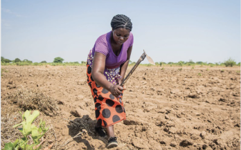 Food Systems Countdown Initiative Country Policy Brief Zambia